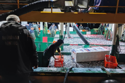 Yalova açıklarında hamsi bereketi! 113 bin kilo karaya çıkartıldı