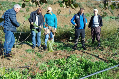 Çınarcık’ta meyve bahçeleri incelendi