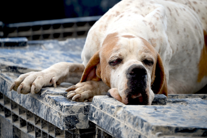 Yalova Belediyesi’nden can dostlara kapsamlı hizmet