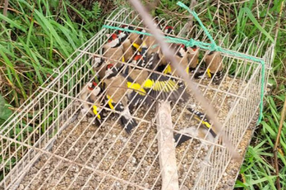 Çiftlikköy’de saka kuşu avlayan şahsa 182 bin lira ceza