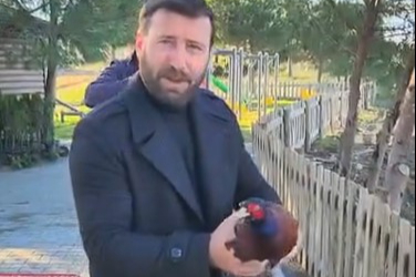 Esenköy’de 50 sülün doğaya salındı