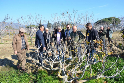 İncir yetiştiriciliği teknik gezisi gerçekleştirildi