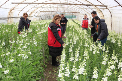 Yalova Şebboy üretiminde Türkiye birincisi