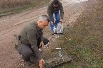 Kaçak avcının elinden kurtarılan 19 saka kuşu doğaya salındı