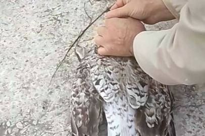 Gagasına olta saplanan martıyı vatandaşlar kurtardılar