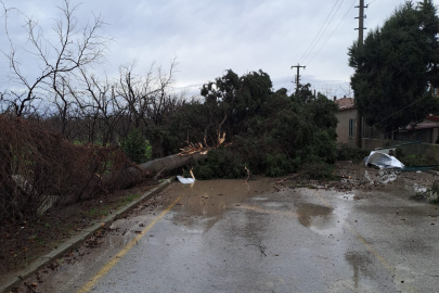 Altınova’da fırtına nedeniyle ağaçlar devrildi