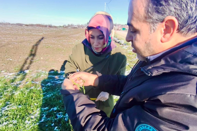 Altınova'da tarımsal üretim mercek altında