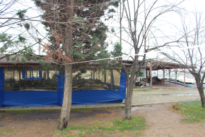 Devrilmek üzere olan ağacı halatla bağladılar