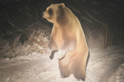 Delmece Yaylasına çıkan off- rood ekibi boz ayıyla burun buruna geldi