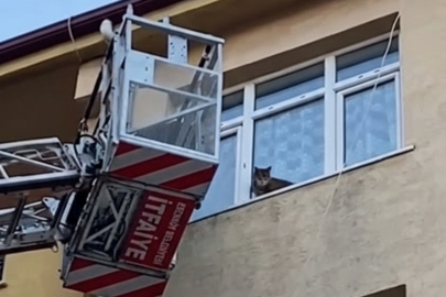 Mahsur kalan kedinin imdadına itfaiye yetişti