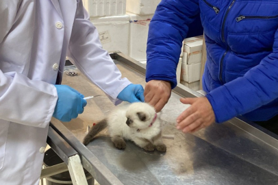 Yalova’da 19 bin kedi ve köpeğe mikroçip takıldı