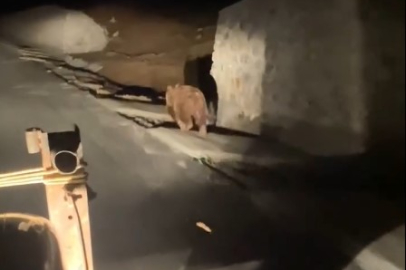 Armutlu NATO Yolu’nda ayı paniği