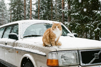 Yalova Belediyesi ,‘’Aracınızı çalıştırmadan önce kaputa vurun!’’