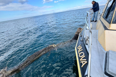 Feribot güzergâhında yüzen ağaç güvenli şekilde kıyıya çekildi
