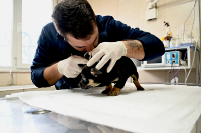 Yalova Belediyesi’nden sahipsiz yavrulara şefkat eli