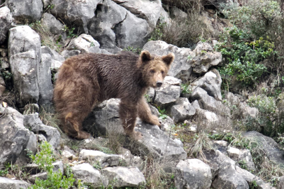 Yalova’da keçi ihbarı boz ayı çıktı!