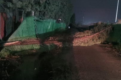 Altınova’da fırtına nedeniyle ağaç devrildi