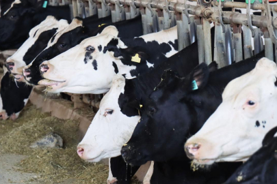 TÜİK açıkladı! Yalova büyükbaş hayvancılıkta kaçıncı sırada?