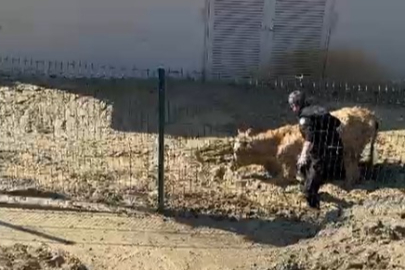 Çiftlikköy’de çamura saplanan ineği itfaiye kurtardı