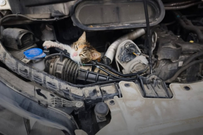 Çınarcık’ta araç motoruna sıkışan kedi kurtarıldı