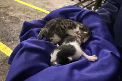 Yalova'da aracın motoruna sıkışan yavru kedileri itfaiye kurtardı