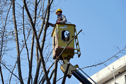 Yalova Belediyesi’nden Gazipaşa Caddesi’nde ağaç budama ve bakım çalışması