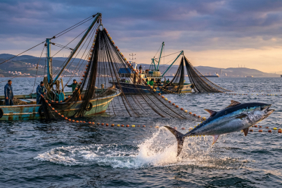 Yalova’da orkinos avcılığı için kota mesaisi başlıyor