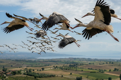 Leylekler Yalova semalarını renklendirdi