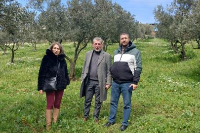 Yalova’da zeytin bahçeleri kontrolden geçti