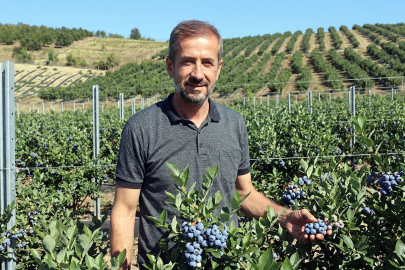 Yalova'da maviyemişte 80-100 ton rekolte bekleniyor