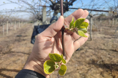 Meteoroloji'den üreticilere zirai don uyarısı! Yalova da risk altında