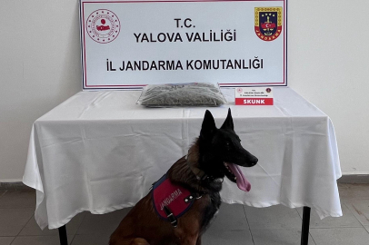 Operasyonda 1,5 kilogram skunk ele geçirildi