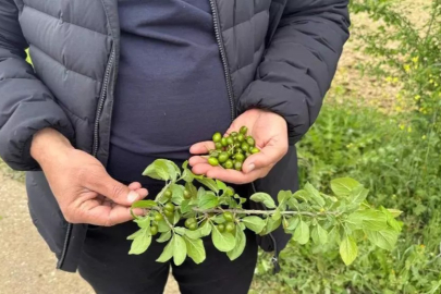 Yalova’nın yüksek kesimleri için zirai don uyarısı