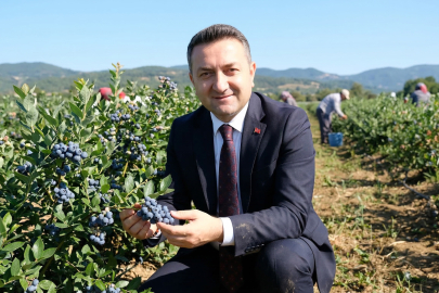 Yalova Tarım ve Orman İl Müdürü Mustafa İlmeç, “Yalova, yaban mersini üretiminde öncü il olacak