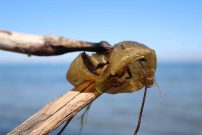 Yalova sahilinde istilacı yosun alarmı