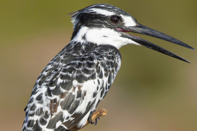 Yalova DKMP paylaştı: Gökyüzünün en zarif 4 misafiri objektiflere takıldı