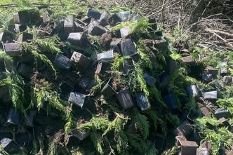 Yalova'da yüzlerce çam fidanı çöpe atıldı