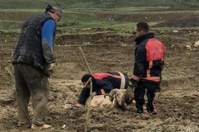 Çamura saplanan kurbanlık koç operasyonla kurtarıldı