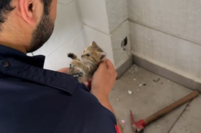 Binanın dış cephesinde mahsur kalan yavru kediler kurtarıldı