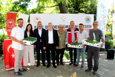 Armutlu’da üreticiye 20 bin fide dağıtıldı
