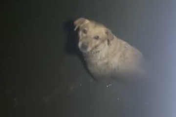 Su havuzuna düşen sokak köpeği boğulmaktan kurtarıldı