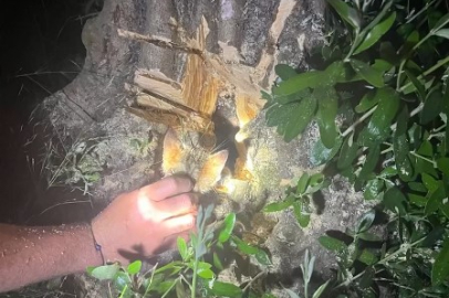 Ağaç kovuğuna sıkışan yavru kedi operasyonla kurtarıldı