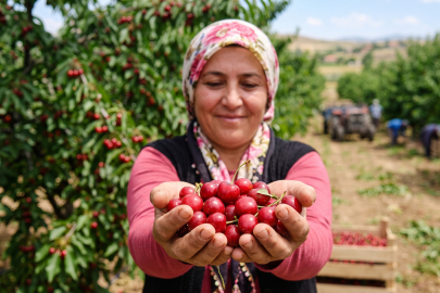 Dereköy kirazında hedef 250 ton rekolte