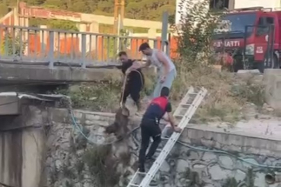 Fıstıklı’da dereye düşen sokak köpeğini itfaiye kurtardı