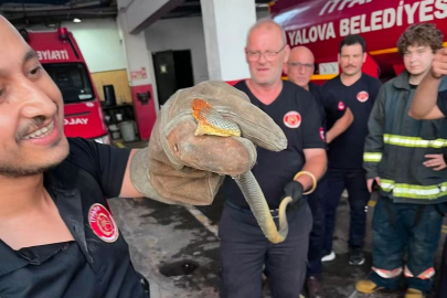 Yalova'da feribottan inen araçtan yılan çıktı