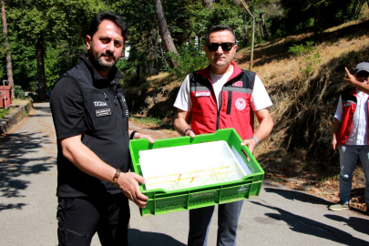 Yalova'da samuray arılar doğaya salındı