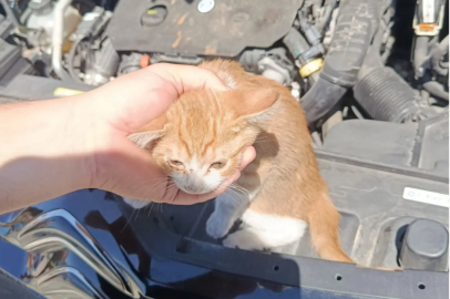 Çınarcık’ta çifte kedi kurtarma operasyonu