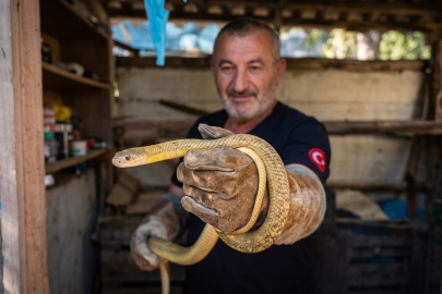 Yalova’da 2 metrelik yılan yakalandı
