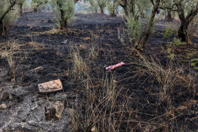 Zeytinlikte çıkan yangın büyümeden söndürüldü