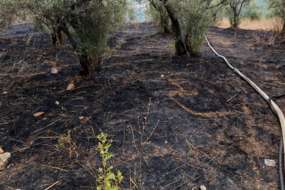 Çınarcık'ta zeytinlik yangını yürekleri ağıza getirdi